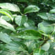 composition-3 composition-3